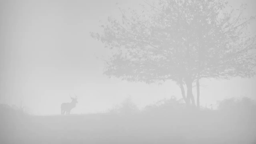 013 deer in the mist