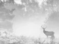 014 deer in the mist