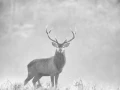 015 deer in the mist