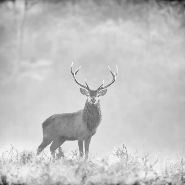 015 deer in the mist