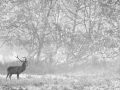 016 deer in the mist