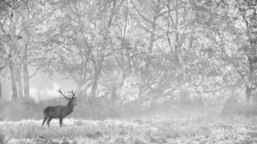 016 deer in the mist