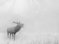 017 deer in the mist