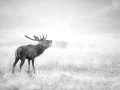018 deer in the mist