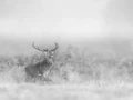 020 deer in the mist