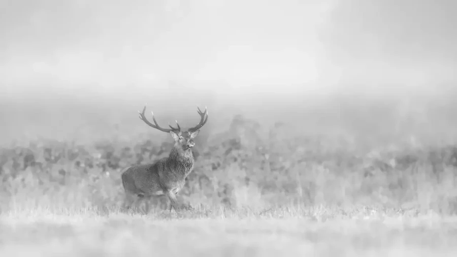 020 deer in the mist