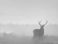 021 deer in the mist