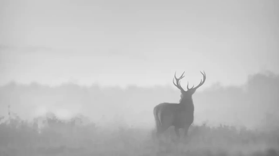 021 deer in the mist