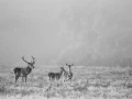 022 deer in the mist