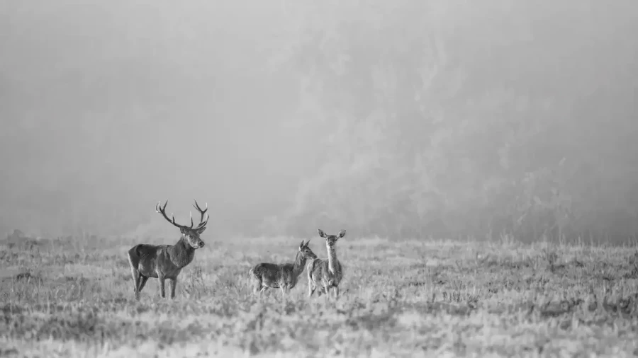 022 deer in the mist