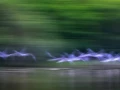 001 dream in motion