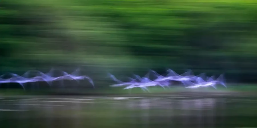 001 dream in motion