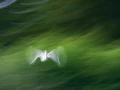003 dream in motion