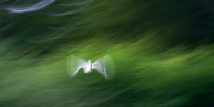 003 dream in motion