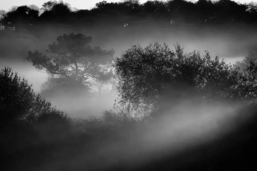 Landscape of Haute-Saintonge in Charente-Maritime in France in black and white