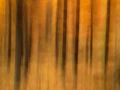 001 landscape in icm