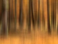 002 landscape in icm