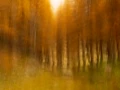 003 landscape in icm