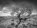 007 timelessness of american landscapes