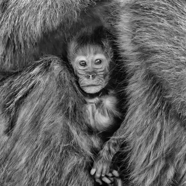 12 wildlife in black and white