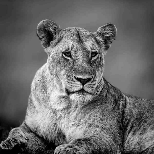 14 wildlife in black and white