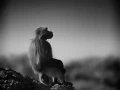 15 wildlife in black and white