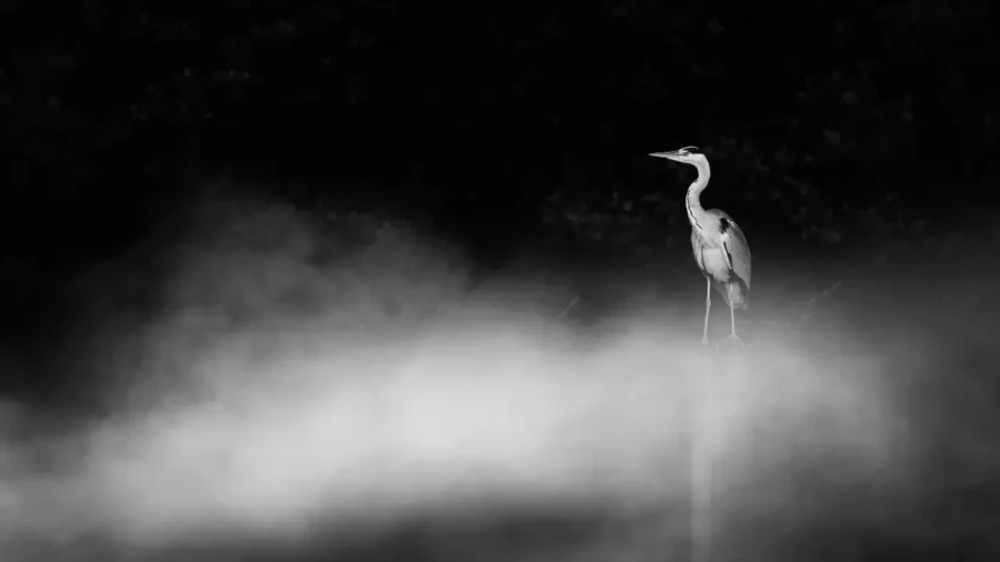 20 wildlife in black and white