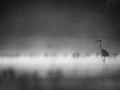 22 wildlife in black and white