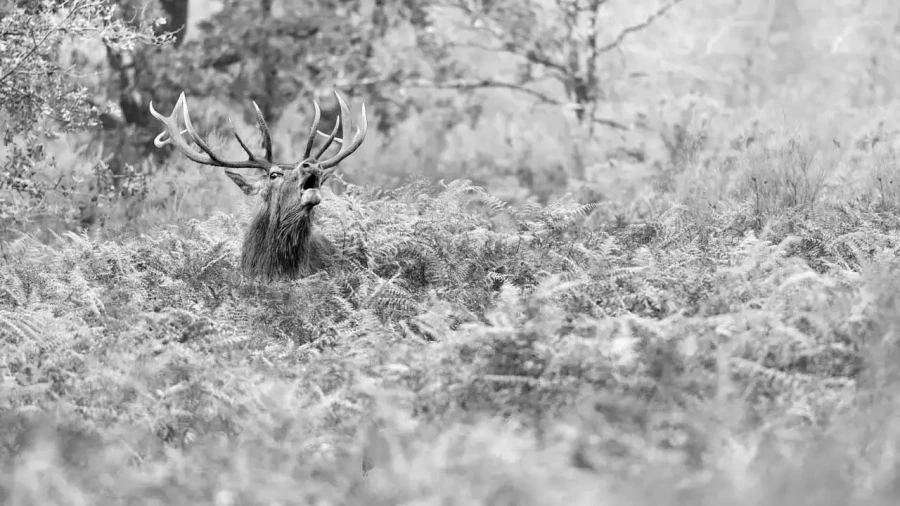 24 wildlife in black and white