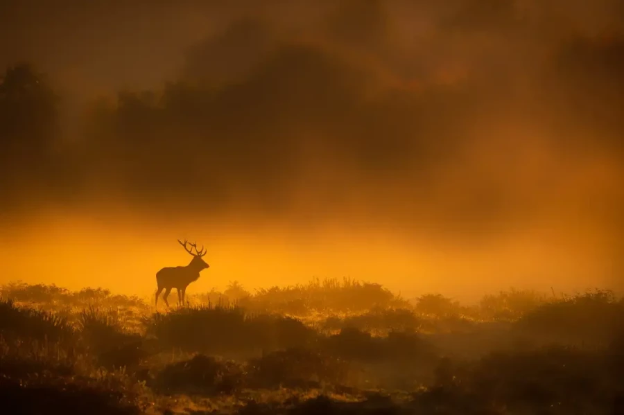 01 wildlife in color