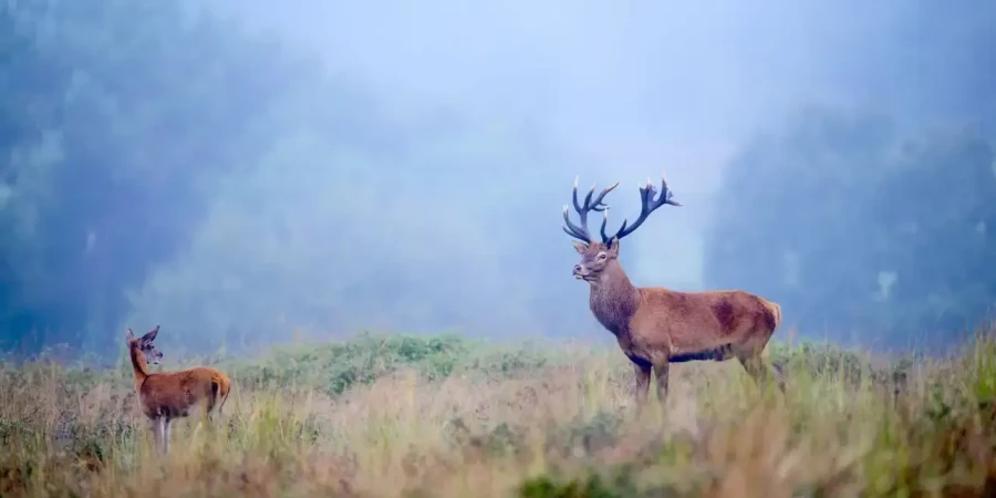 02 wildlife in color