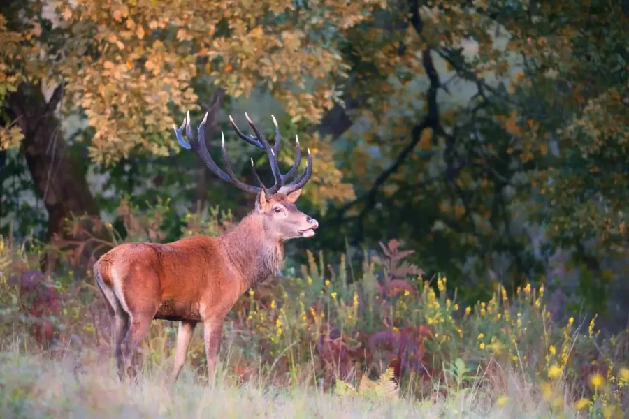 03 wildlife in color