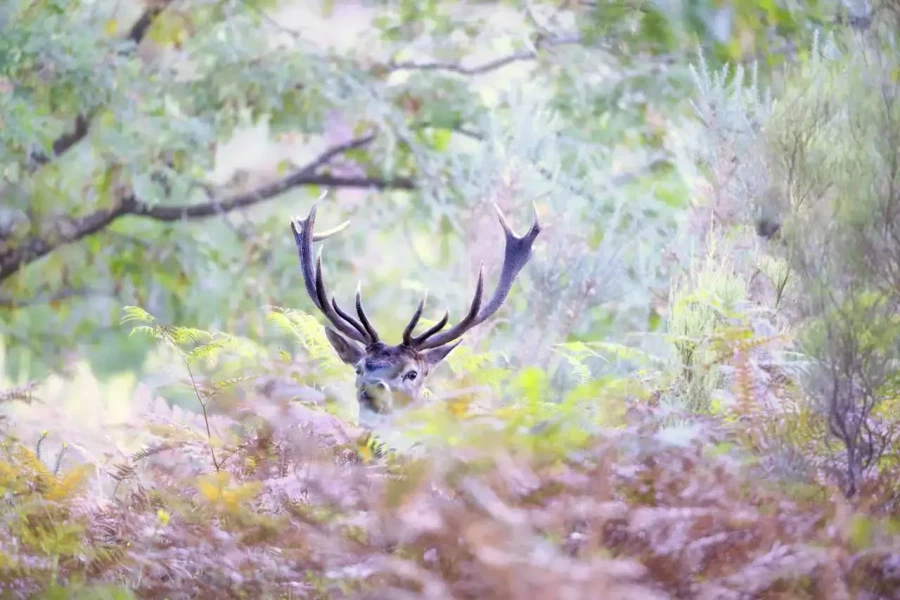 04 wildlife in color