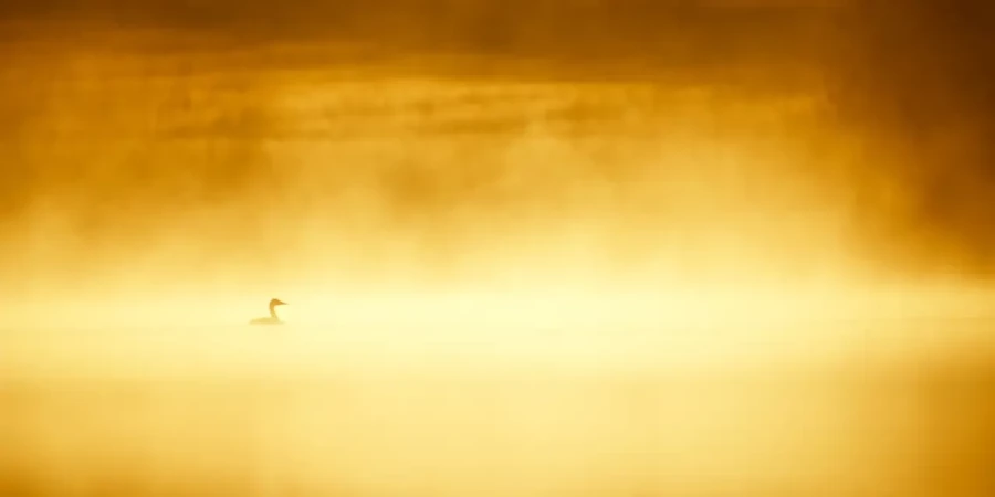 06 wildlife in color