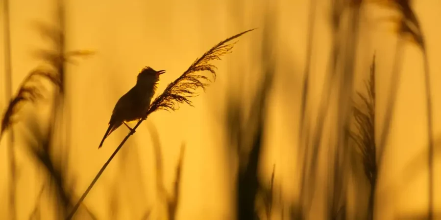 07 wildlife in color