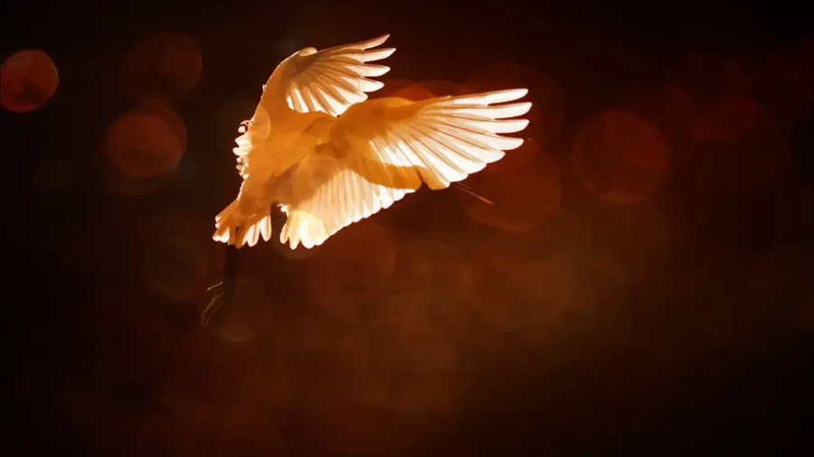 09 wildlife in color