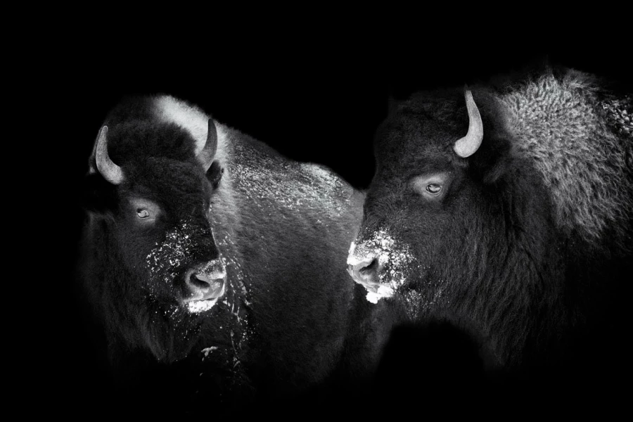 11 signature black and white amar guillen 11 signature black and white amar guillen