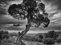 10 signature noir et blanc amar guillen