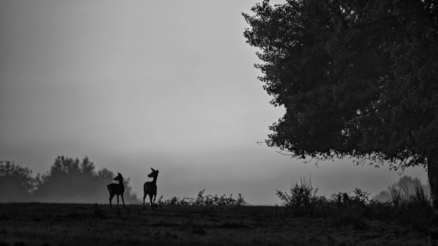 17 signature noir et blanc amar guillen