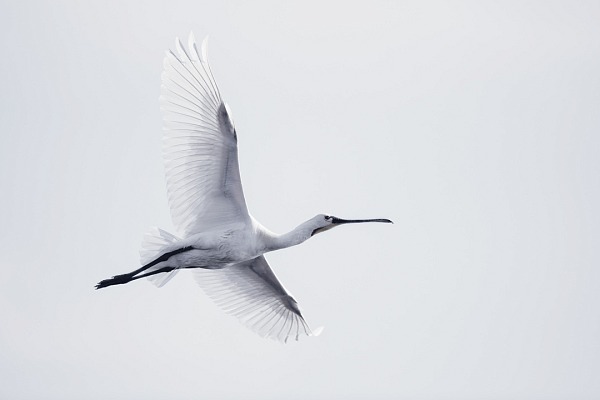 Spatule blanche en vol. Projet de photo animalière consacré aux oiseaux du Delta du Danube en Roumanie.
