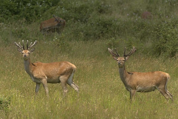 Wildlife photo project on deer with velvet antlers in Charente-Maritime in France in July 2017.