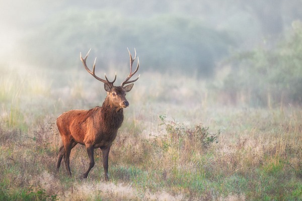 Un cerf rouge dans une prarie durant le brame. Cette photo est harmonieuse. Elle respecte le premier principe de l'art..
