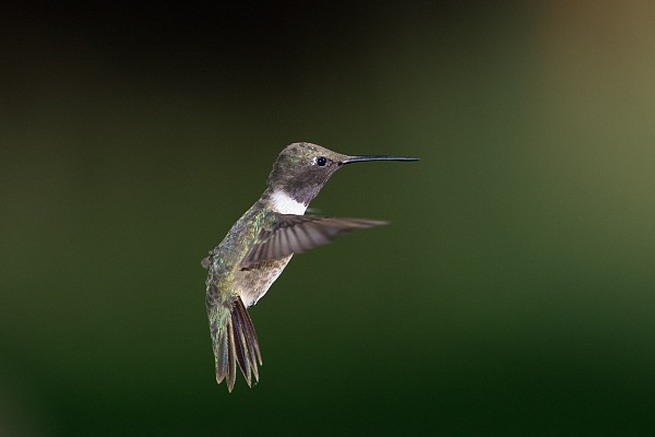 Colibri à gorge noire en vol dans l'Arizona aux Etats-Unis.