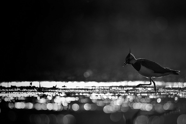 Un vanneau huppé en contre-jour sur un étang de la Dombes. Photo par Amar Guillen.