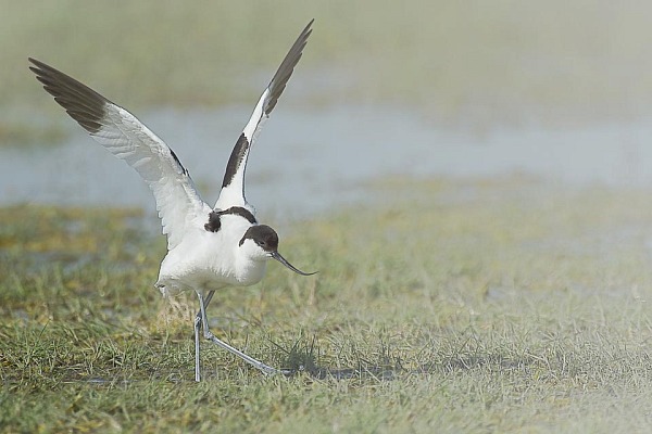 Projet de photo animalière dans le delta du Danube en mai 2018 : avocette élégante.