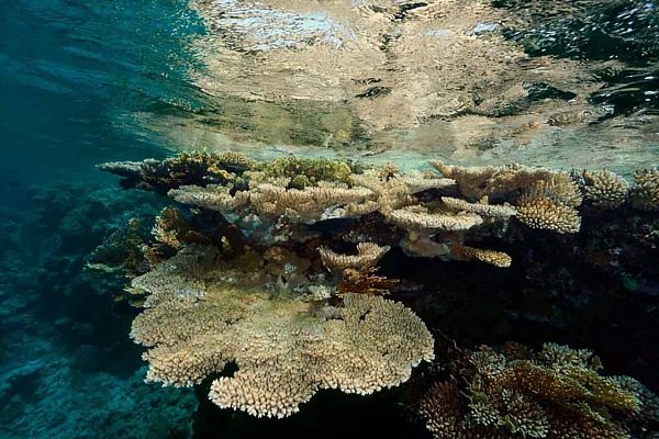 Reflet sous l'eau d'un massif corallien dans la Mer Rouge en Egypte. Photographie par Amar Guillen, artiste photographe.