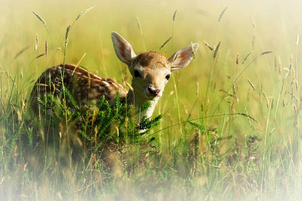 Photographie d'un faon de daim dans une prairie.
