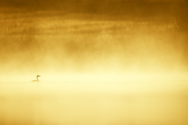 This great crested grebe photographed in the morning mist in La Dombes is a good photo by my standards.