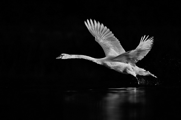Mute swan taking off on a pond in la Dombes in France. Fine art Photograph in black and white by Amar Guillen, photographer artist.
