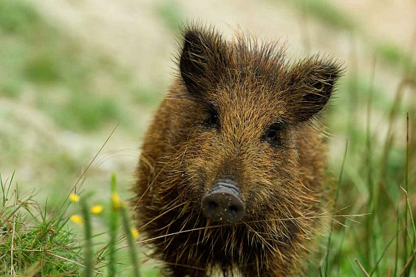 Photo d'un marcassin dans une prairie en Charente-Maritime en France. Cette photo a réalisée depuis un affût fixe.